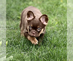 Small #3 French Bulldog