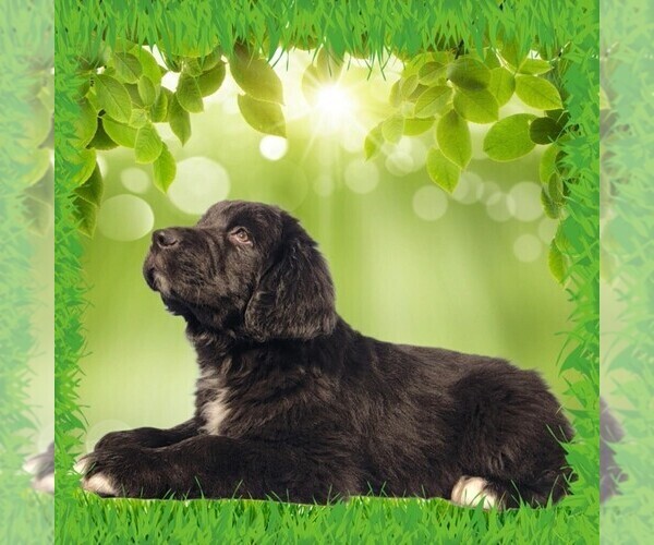 Medium Photo #17 Golden Mountain Dog Puppy For Sale in BLACK FOREST, CO, USA