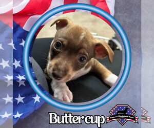 Dachshund-Unknown Mix Dogs for adoption in San Antonio, TX, USA
