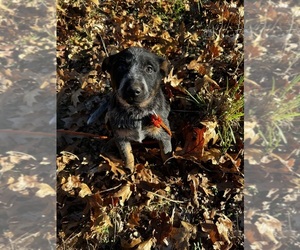 Australian Cattle Dog Litter for sale in OREGON HOUSE, CA, USA
