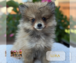 Small #2 Pomeranian