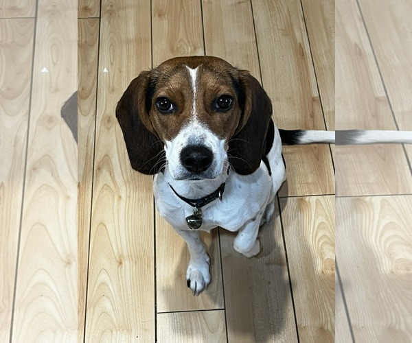 Medium Photo #6 Beagle-Unknown Mix Puppy For Sale in Westwood, NJ, USA