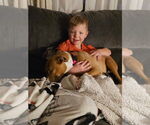Small #3 American Pit Bull Terrier Mix