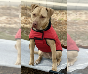 Logan - Male American Staffordshire Terrier Dog for Adoption - Photo #5