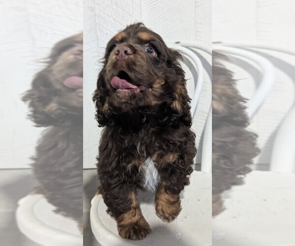 Medium Photo #2 Cocker Spaniel Puppy For Sale in GOSHEN, IN, USA
