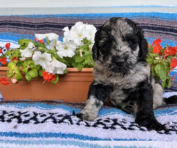 Medium Photo #1 Labradoodle Puppy For Sale in CORPUS CHRISTI, TX, USA