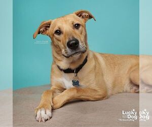 Luca - Male Mutt Dog for Adoption - Photo #7