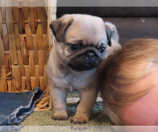 Medium Photo #3 Pug Puppy For Sale in ORRVILLE, OH, USA