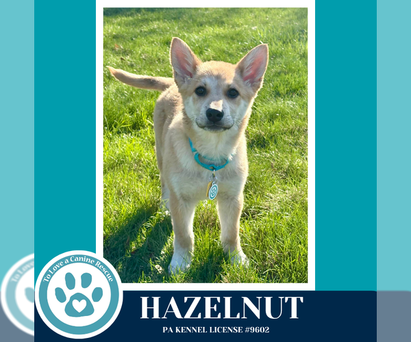 Medium Photo #1 Mutt Puppy For Sale in Kimberton, PA, USA