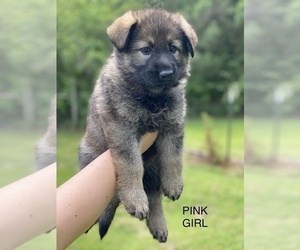 German Shepherd Dog Puppy for Sale in GREENVILLE, Alabama USA
