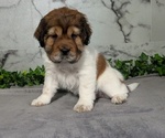 Small Photo #7 Cocker-Pei Puppy For Sale in GOSHEN, IN, USA