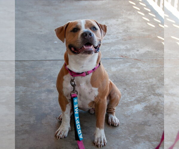 Medium Photo #8 American Pit Bull Terrier Puppy For Sale in San Jose, CA, USA