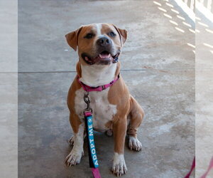 Nilla - Female American Pit Bull Terrier Dog for Adoption - Photo #8