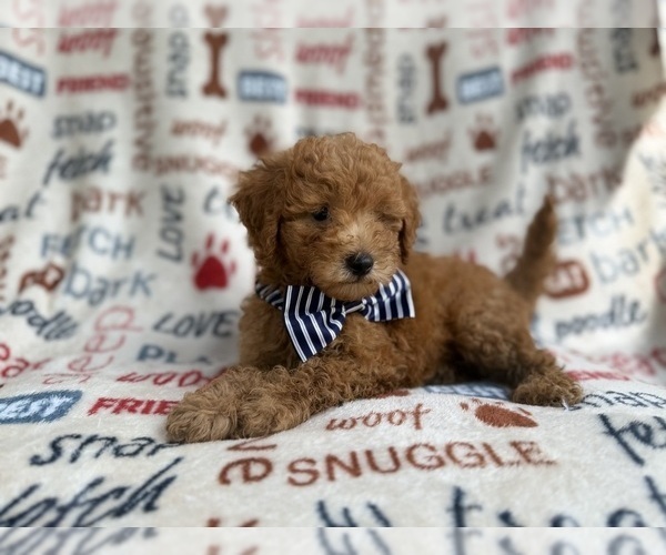Medium Photo #9 Goldendoodle (Miniature) Puppy For Sale in LAKELAND, FL, USA