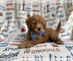 Small #8 Goldendoodle (Miniature)