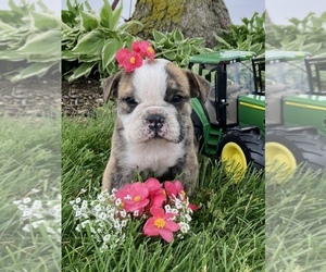 Bulldog Puppy for Sale in KOKOMO, Indiana USA