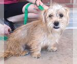 Small #2 Cairn Terrier Mix
