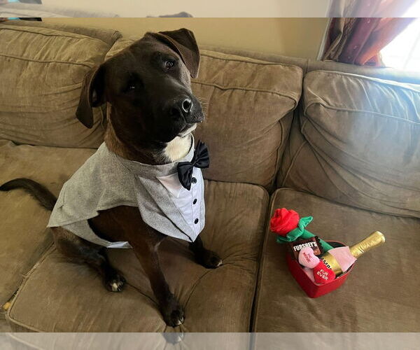 Medium Photo #2  Puppy For Sale in , 