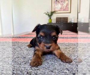 Yorkshire Terrier Puppy for sale in GLENDALE, AZ, USA