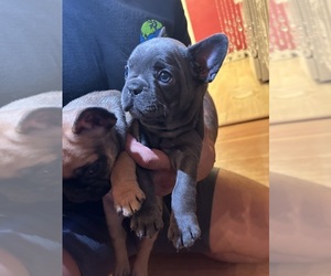 French Bulldog Puppy for sale in AUSTIN, TX, USA