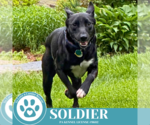 Small #2 Labrador Retriever Mix