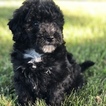 Small Photo #1 Miniature Bernedoodle Puppy For Sale in SAINT CHARLES, MI, USA