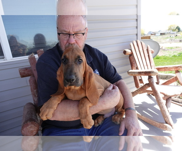Medium Photo #10 Bloodhound Puppy For Sale in JEROME, ID, USA