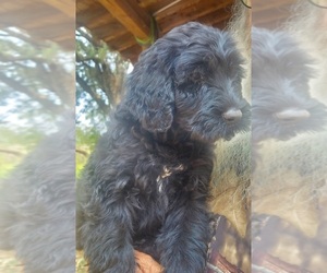 Poodle (Standard)-Schnoodle (Giant) Mix Puppy for sale in BANGS, TX, USA