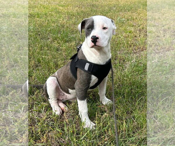 Medium Photo #1 Bulldog Puppy For Sale in Tarrytown, GA, USA