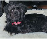 Small Affenpinscher