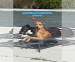 Small Labrador Retriever Mix