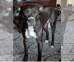 American Pit Bull Terrier Dogs for adoption in Alexandria, VA, USA