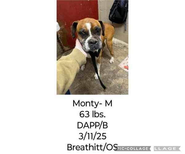 Medium Photo #14 Boxer Puppy For Sale in Burnsville, MN, USA