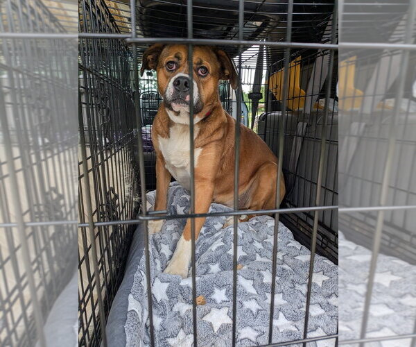 Medium Photo #1 Boxer-Unknown Mix Puppy For Sale in Vail, AZ, USA