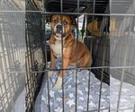 Small Boxer Mix