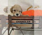 Puppy Chandler Cavapoo