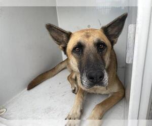 German Shepherd Dog Dogs for adoption in Houston, TX, USA