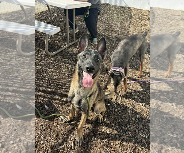 Medium Photo #3 Mutt Puppy For Sale in Imlay City, MI, USA