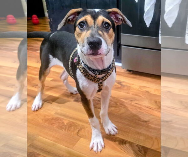 Medium Photo #6 American Staffordshire Terrier-Unknown Mix Puppy For Sale in Princeton, MN, USA