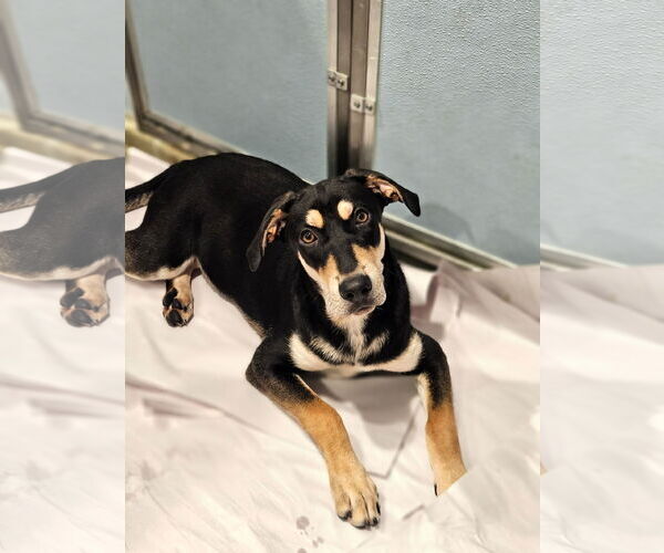 Medium Photo #3 Coonhound-Unknown Mix Puppy For Sale in Chicago, IL, USA