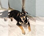 Small #2 Coonhound Mix