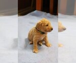 Small Photo #8 Goldendoodle Puppy For Sale in ALBION, IN, USA