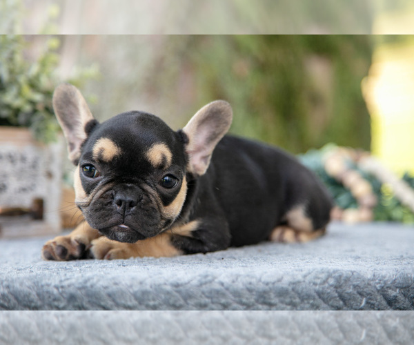 Medium Photo #21 French Bulldog Puppy For Sale in BALTIC, OH, USA