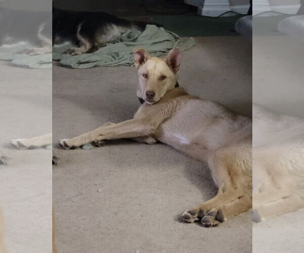 Medium Photo #4 Collie-Unknown Mix Puppy For Sale in Sandy, UT, USA