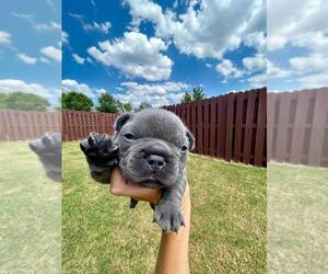 French Bulldog Puppy for sale in BENTONVILLE, AR, USA
