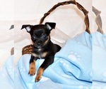 Small #3 Chihuahua
