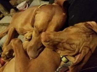 Mother of the Vizsla puppies born on 08/31/2018
