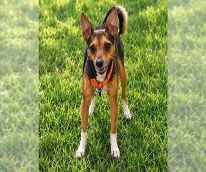 Chihuahua Dogs for adoption in Forestville, MD, USA