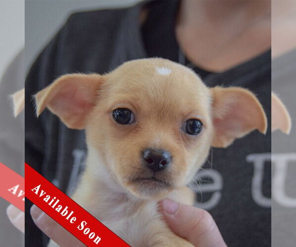 Medium Photo #1 Chihuahua Puppy For Sale in Huntley, IL, USA