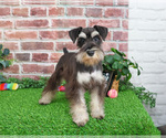 Small #2 Schnauzer (Miniature)